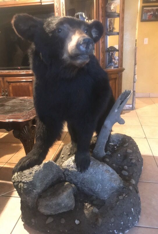 black bear taxidermy for sale