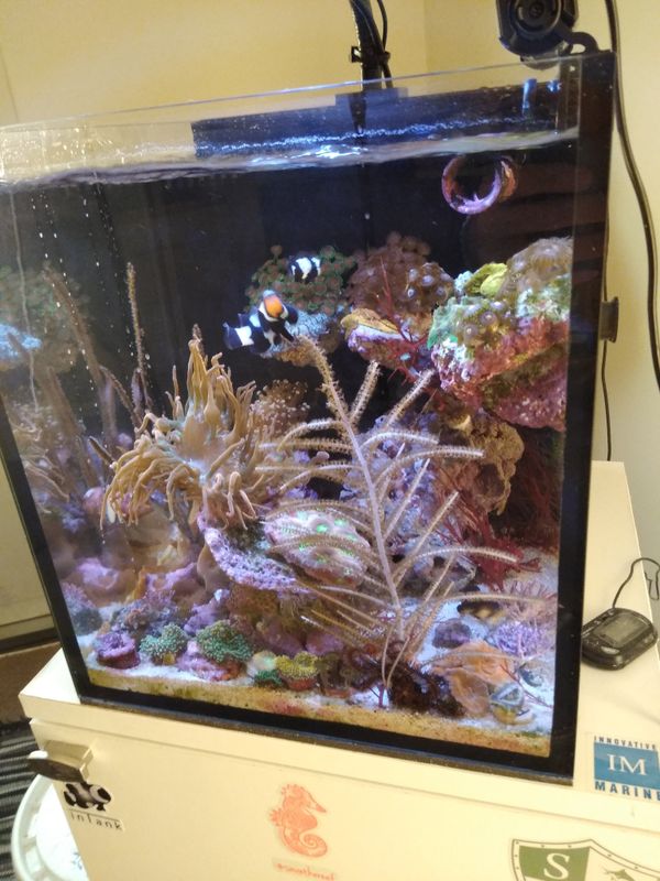 IM Nuvo 10 gallon tank and Kallax Ikea stand aquarium fish for Sale in ... - B1a9b56780f54fbDbc2e030aDf17c57b