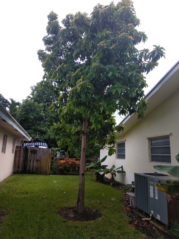 mature avocado tree for sale in fort lauderdale, fl - offerup