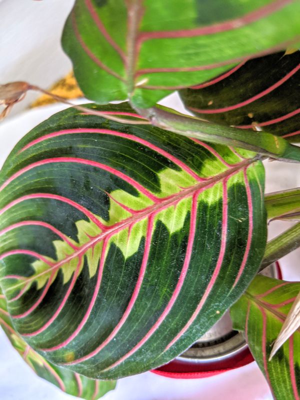 Red Prayer Plants in White Hanging Ceramic Planter Pot