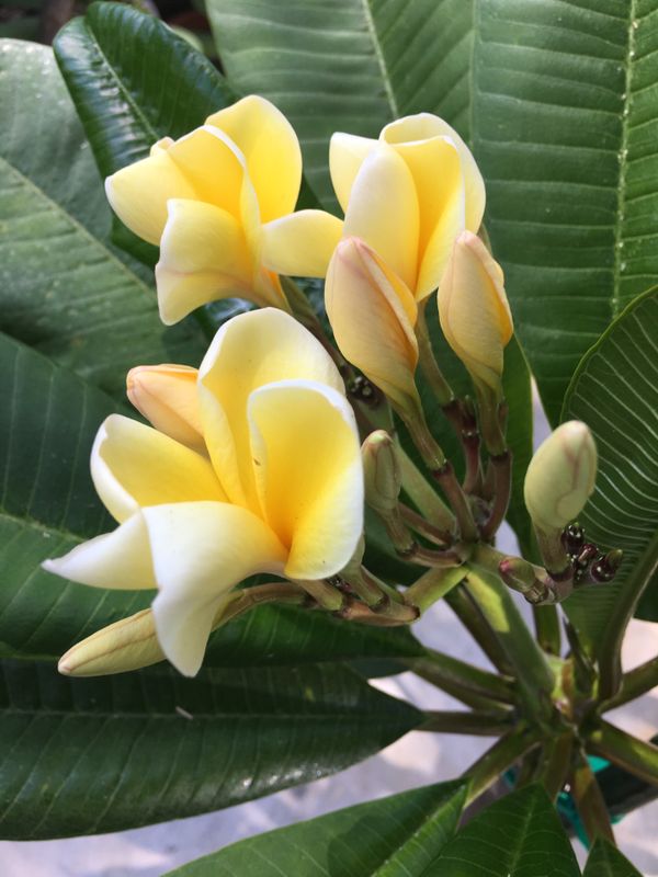 Plumeria amarilla. Con aroma a limón for Sale in Downey ...