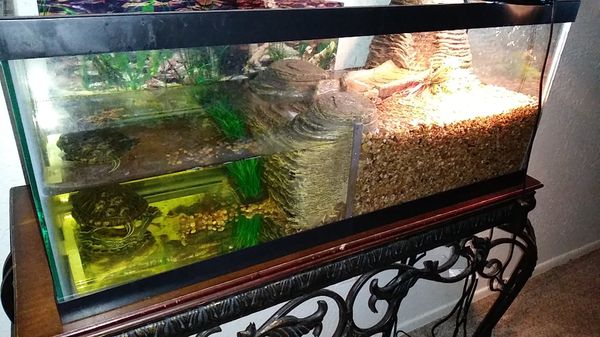 20 Gallon Reptile Tank | My XXX Hot Girl