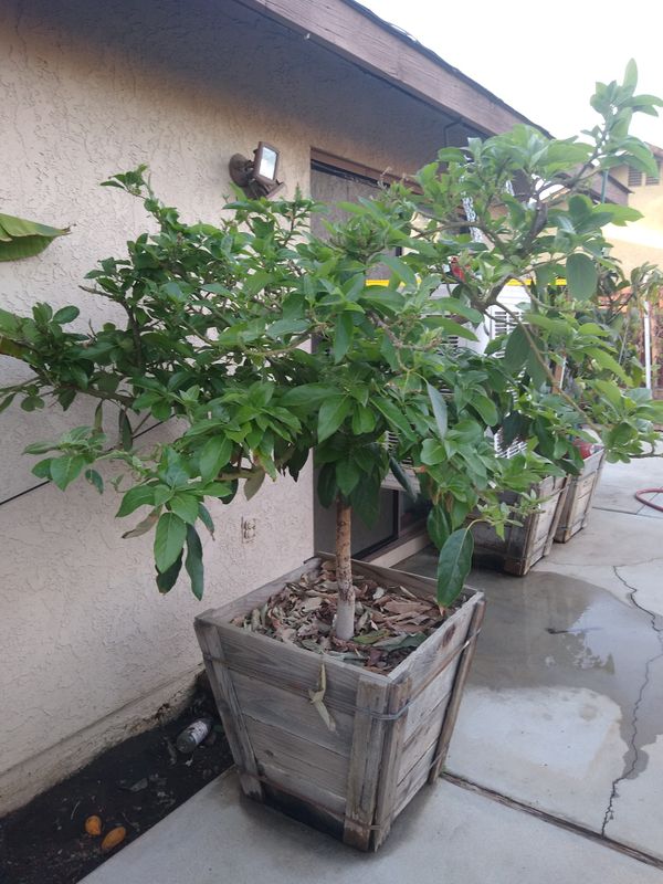 Bacon avocado tree for Sale in March Air Reserve Base, CA OfferUp