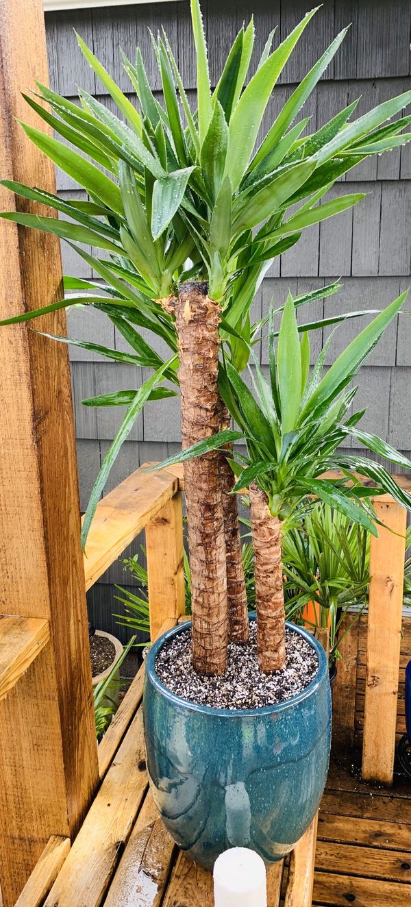 Live Indoor Yucca Elephantipes house plant in a beautiful ceramic
