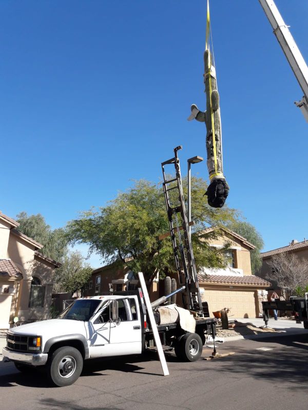 Saguaro cactus for Sale in Phoenix, AZ - OfferUp