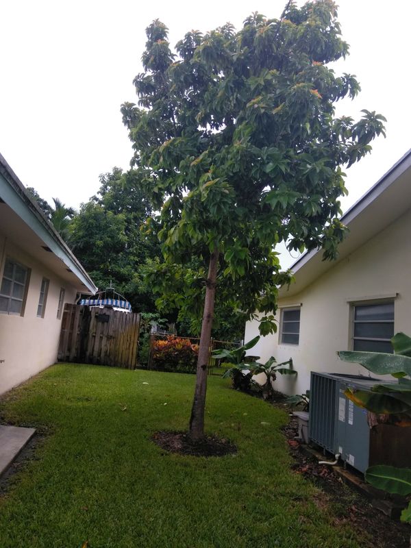 Mature avocado tree for Sale in Fort Lauderdale, FL OfferUp