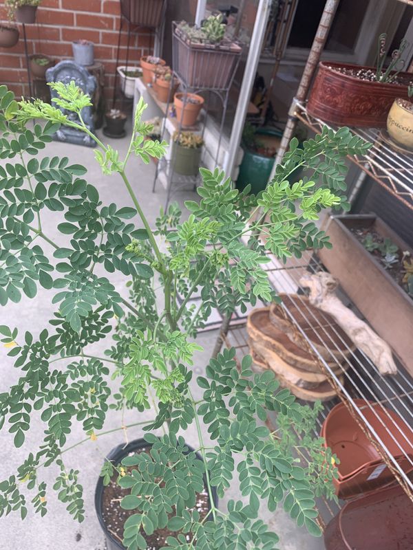 Moringa Tree for Sale in Garden Grove, CA OfferUp