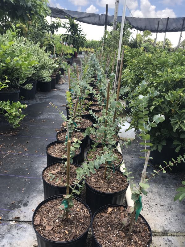 Silver Dollar Eucalyptus tree for Sale in Miami, FL OfferUp