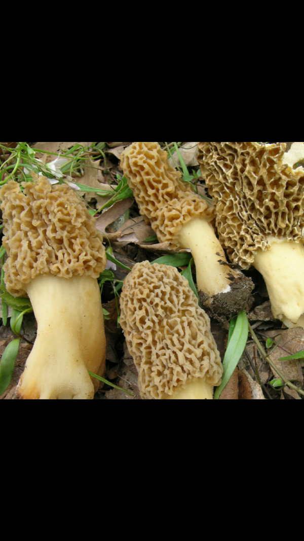 Morel mushroom spores black, Grey, white or yellow available for Sale