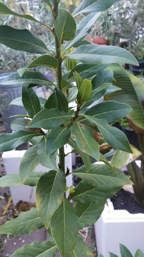 Bay Leaf tree. for Sale in Federal Way, WA OfferUp