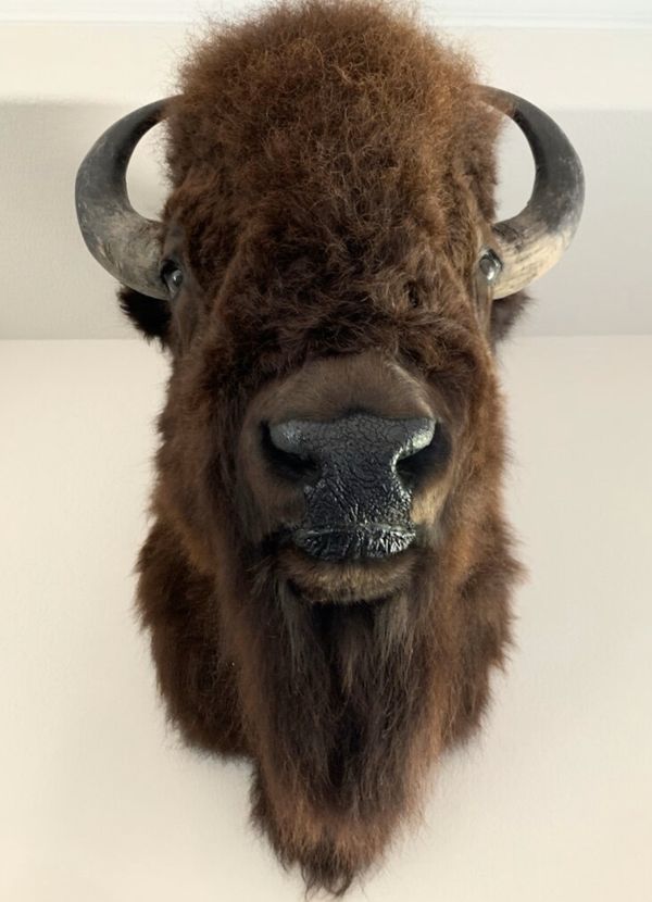 Trophy American Bison Buffalo Shoulder Mount Taxidermy for Sale in