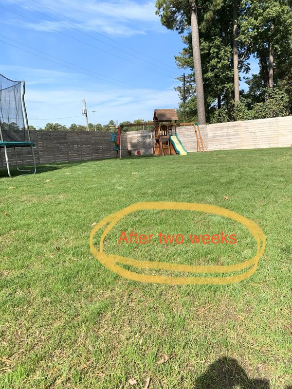 Turf Type Tall Fescue grass seed 25lb bag. Covers 5K sq ft for Sale in