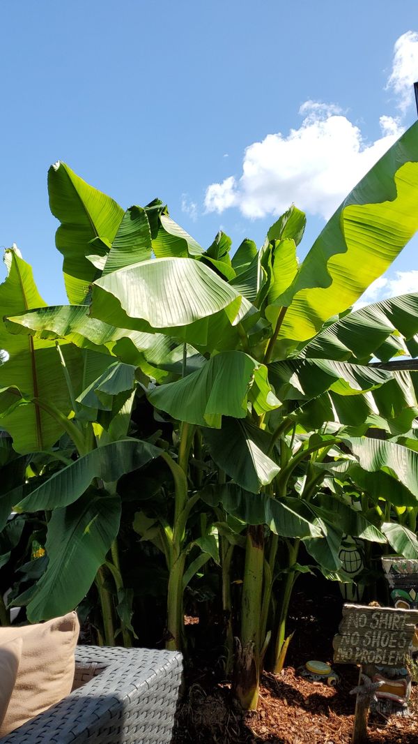Cold hardy fruit bearing banana plants/trees for Sale in