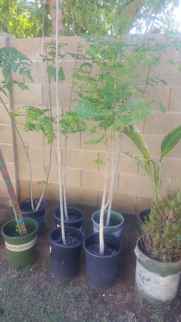 Moringa trees for Sale in Phoenix, AZ OfferUp
