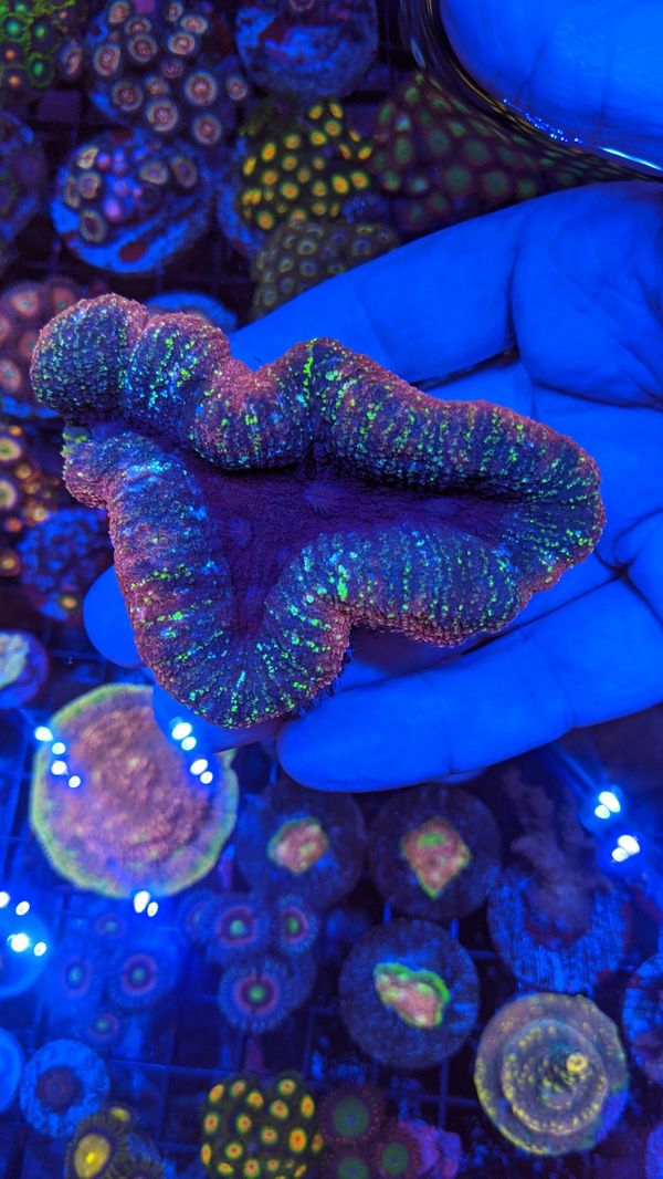 Lobo Coral Brain Corals Frags for Sale in Covina, CA - OfferUp