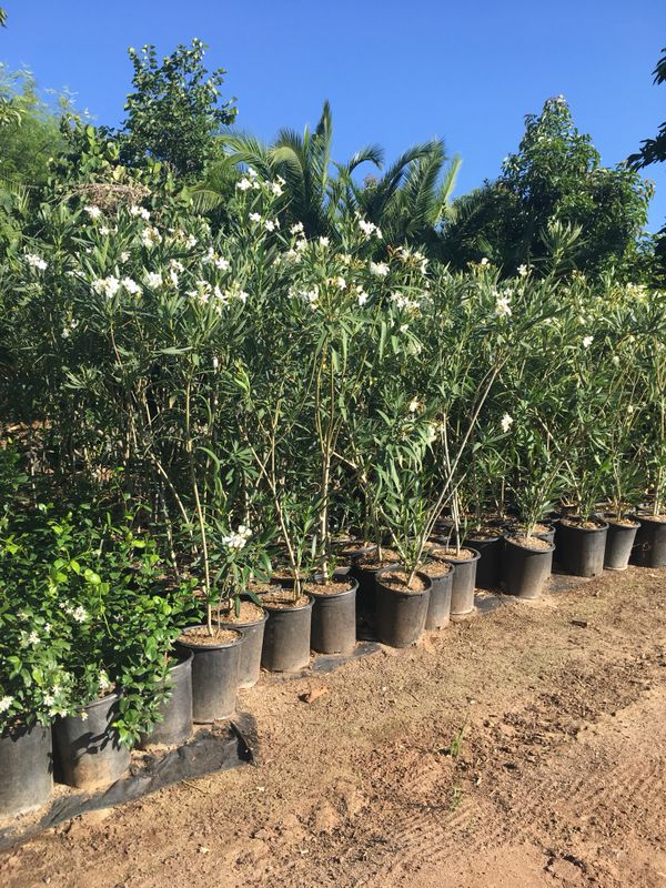 the jasmine throne the oleander sword