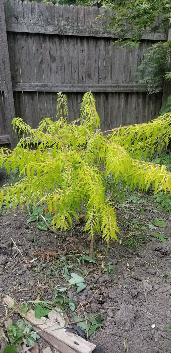 Beautiful ornamental sumac tree bush for Sale in Joliet, IL OfferUp