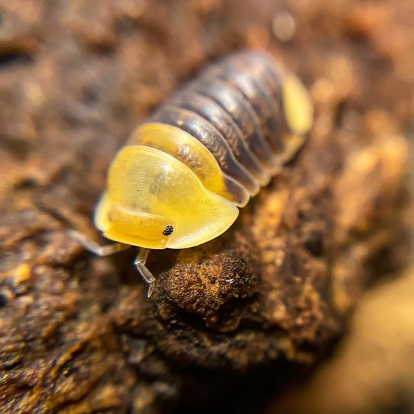 Terrarium, Vivarium, Bioactive, Isopods for Sale in Olympia, WA OfferUp
