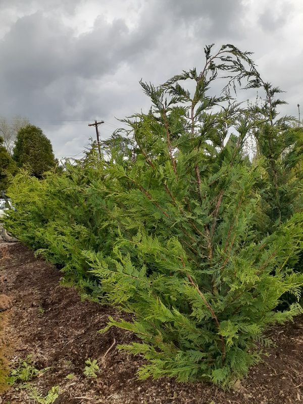 Leyland cypress for Sale in Monroe, WA OfferUp