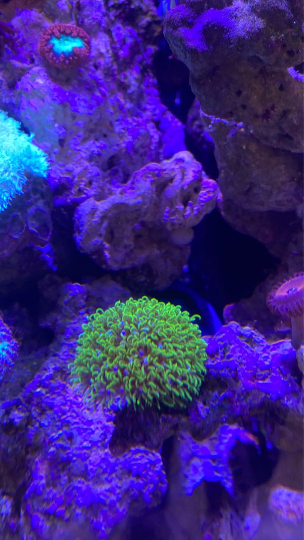 gsp-coral-for-sale-in-anaheim-ca-offerup