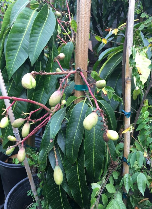 Mangoes tree for Sale in San Diego, CA OfferUp
