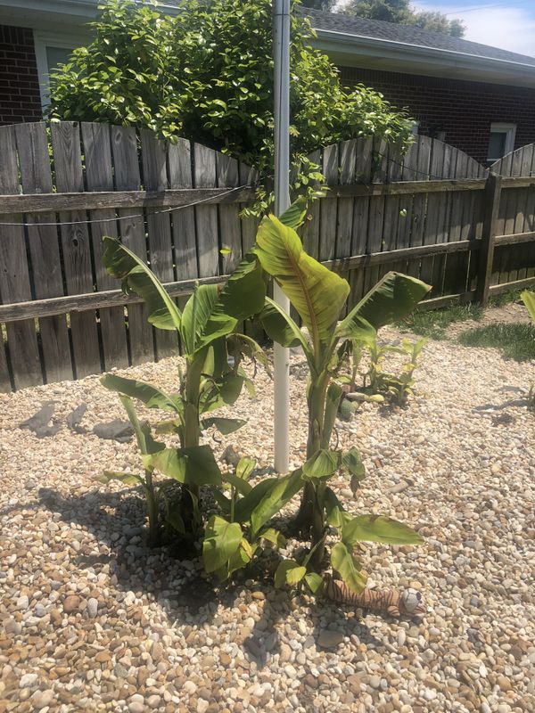 Banana plants for sale for Sale in Virginia Beach, VA OfferUp