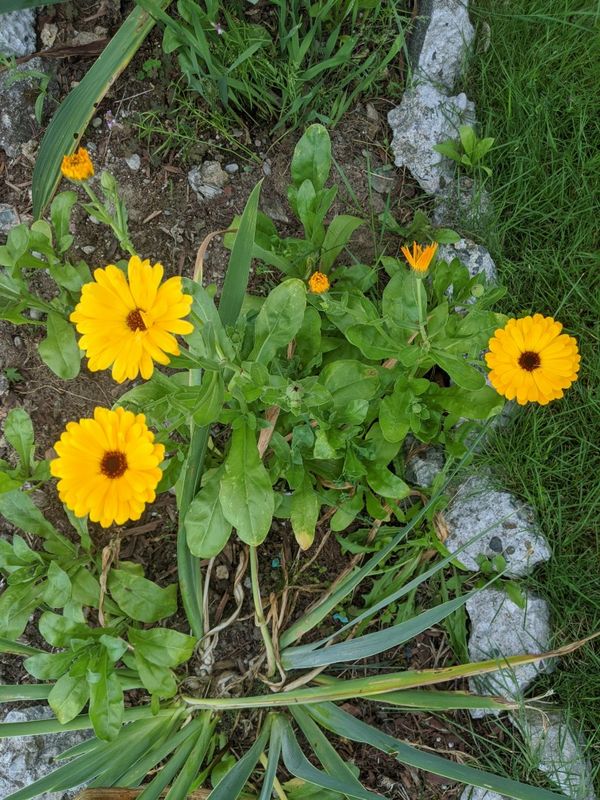 Calendula marigold edible flower plant for Sale in ...