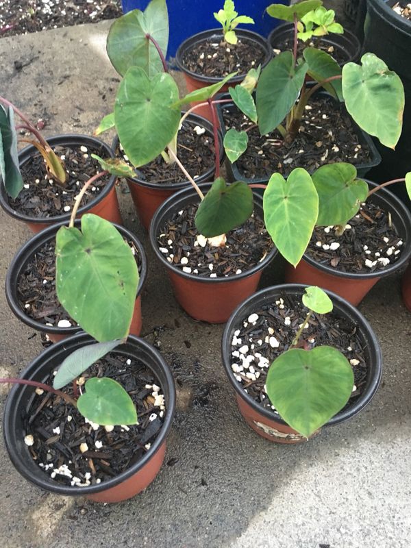 Purple Stem Taro Plant for Sale in San Diego, CA OfferUp