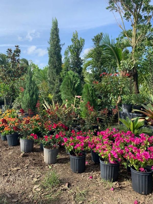 GARDEN PLANTS ON SALE!!from 15.00 for Sale in Miami, FL OfferUp
