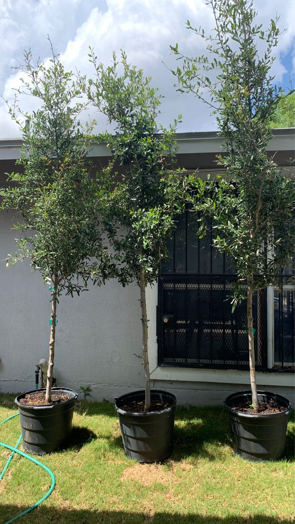 Live oak trees for Sale in San Antonio, TX OfferUp