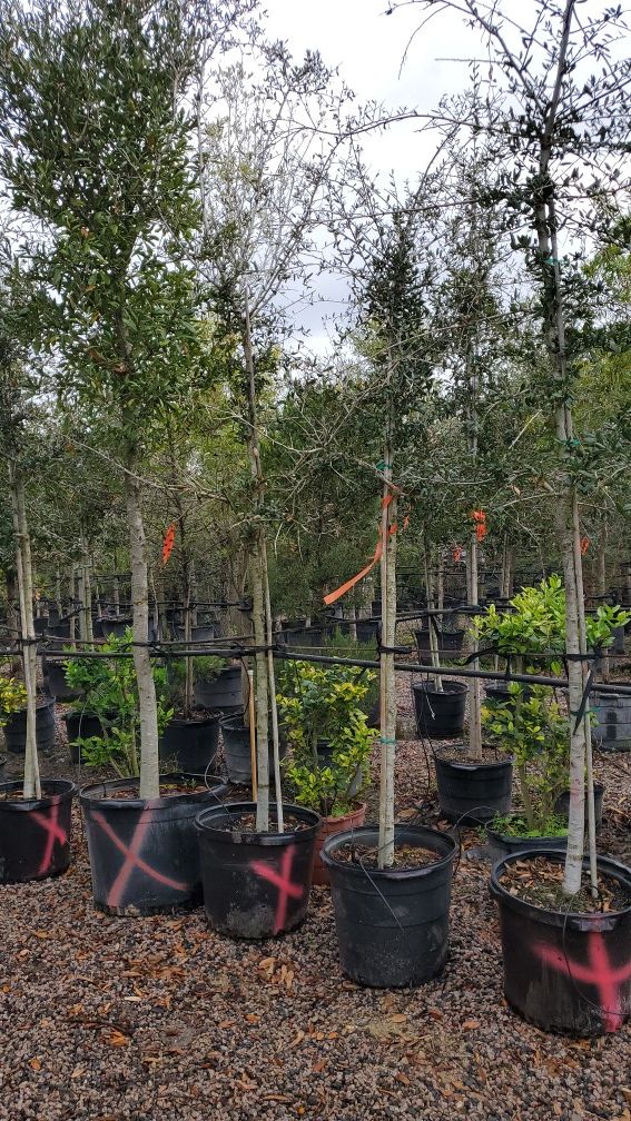 15 gallon live oaks trees 60 for Sale in Pearland, TX OfferUp