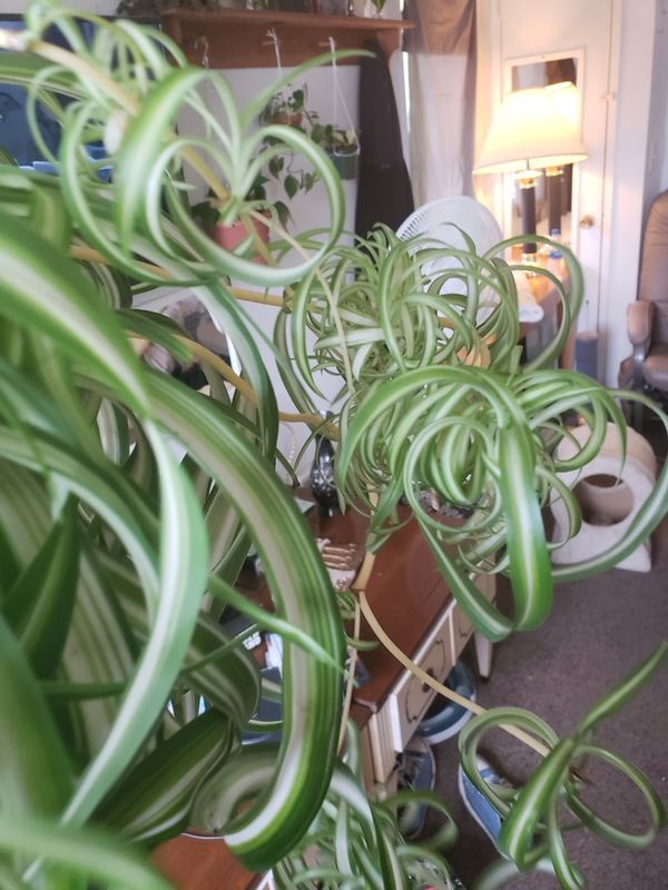 Big curly spider plant for Sale in Aberdeen, WA OfferUp