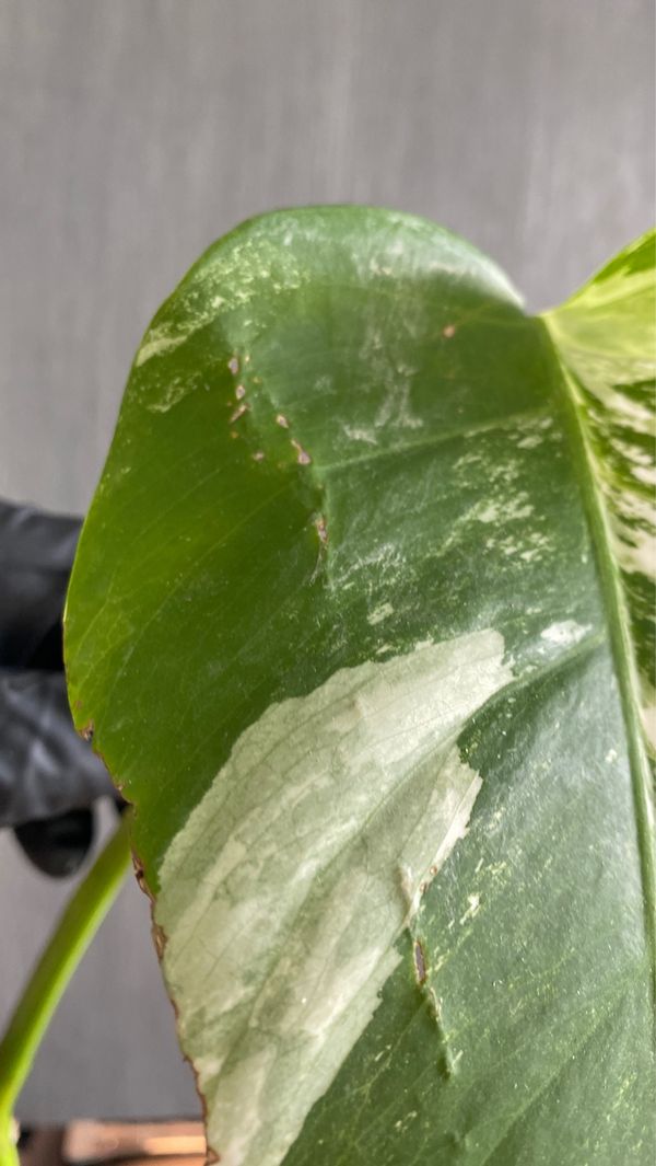 Monstera Albo Borsigiana cutting for Sale in Seattle, WA ...