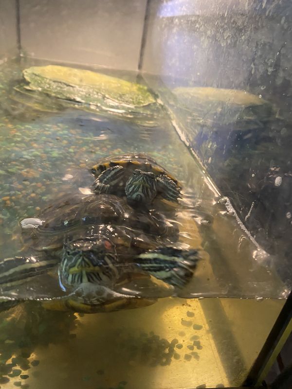 female red eared slider female red eared slider