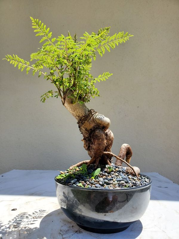 Blue Jacaranda Bonsai Tree for Sale in Westminster, CA OfferUp