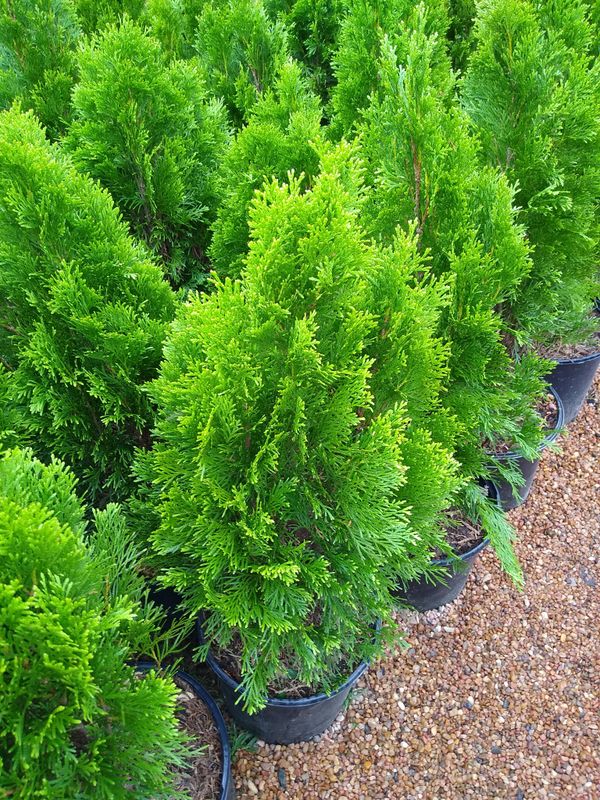 Evergreen arborvitae for Sale in Houston, TX OfferUp