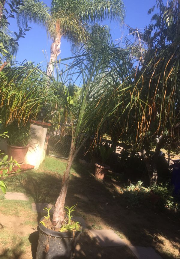 Queen palm tree 15 gallons for Sale in Oceanside, CA OfferUp