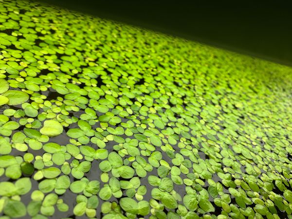 Giant Duckweed  floating aquarium  pond plant  for Sale in 