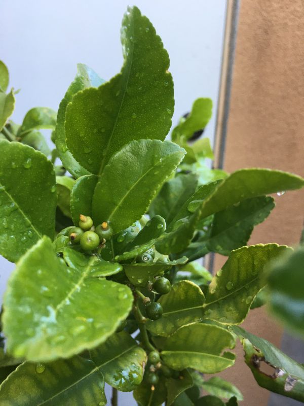 Kaffir lime tree for Sale in Rosemead, CA OfferUp