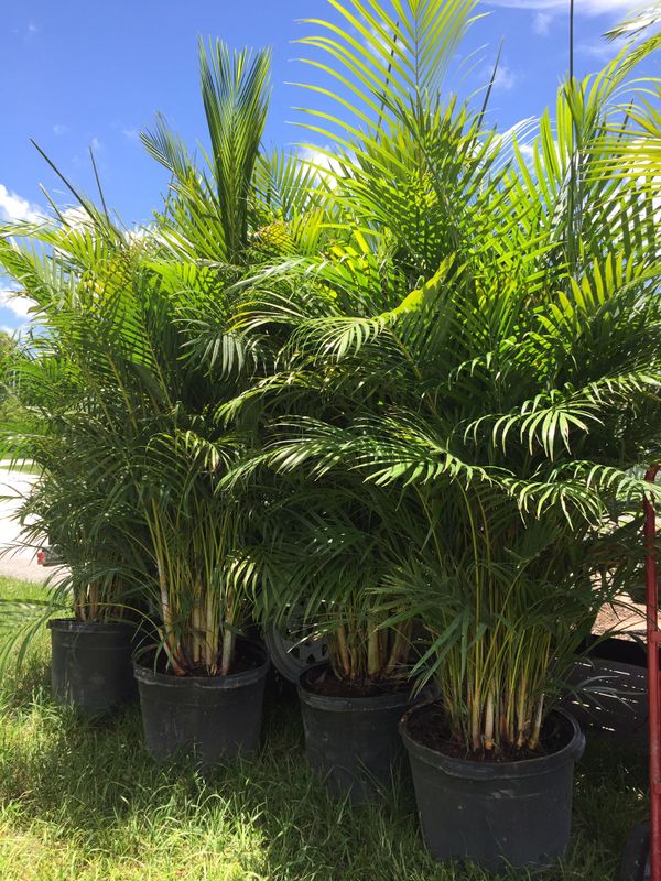 Areca palms (privacy) trees for Sale in Palmetto Bay, FL - OfferUp