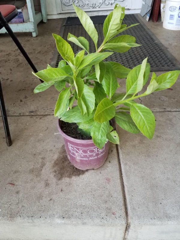 Insulin Plant for Sale in Fresno, CA OfferUp