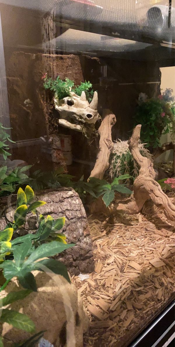 40g Long Custom Ball Python Tank For Sale In La Puente, Ca - Offerup