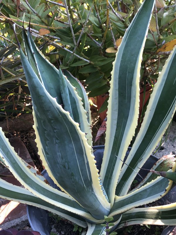 Agave plant for Sale in San Diego, CA OfferUp