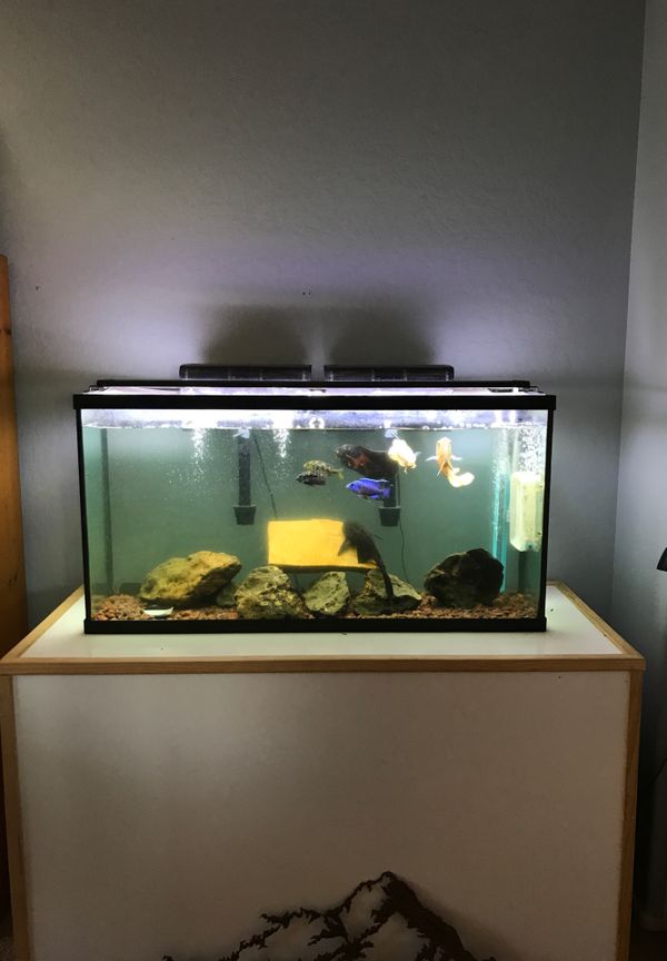 60 Gallon fish tank for Sale in Gilbert, AZ OfferUp