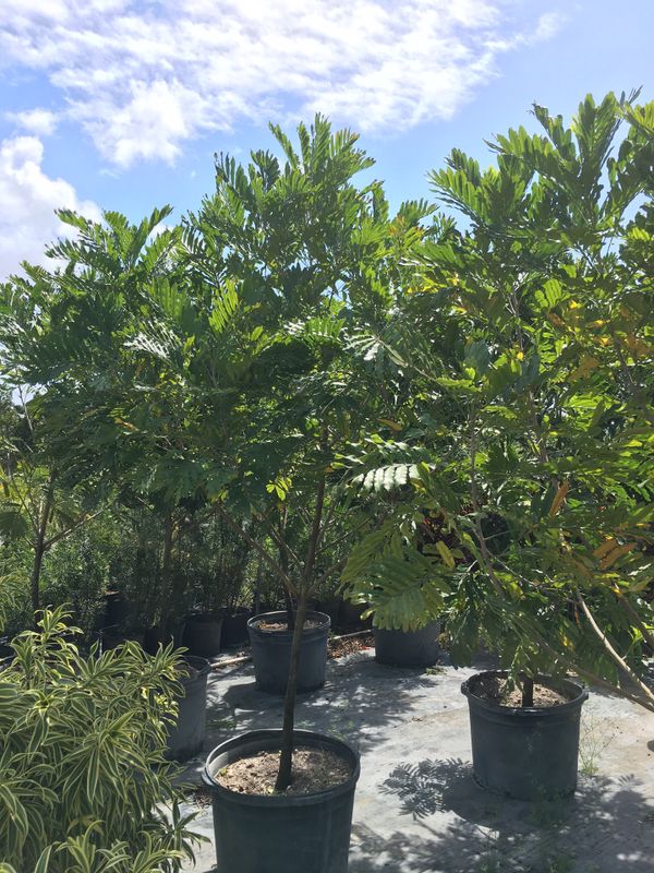 Japanese fern trees for Sale in Opalocka, FL OfferUp