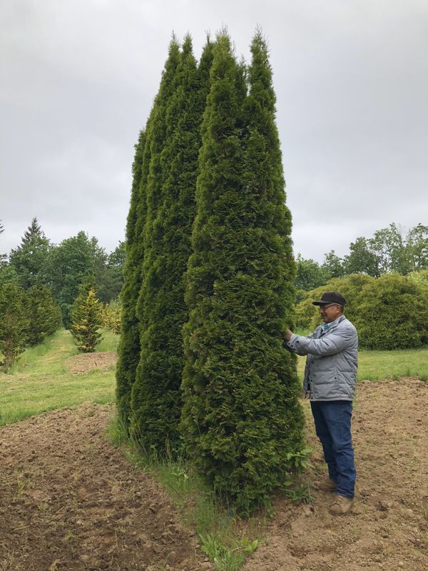 Beautiful Arborvitae Plants for Sale in Ridgefield, WA OfferUp