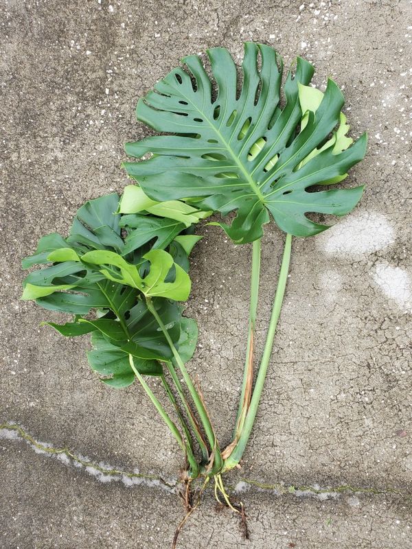 How To Do A Cutting Of A Monstera