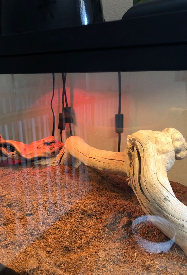 40 gallon Bearded Dragon Tank (Drangon included) for Sale in Temecula, CA OfferUp