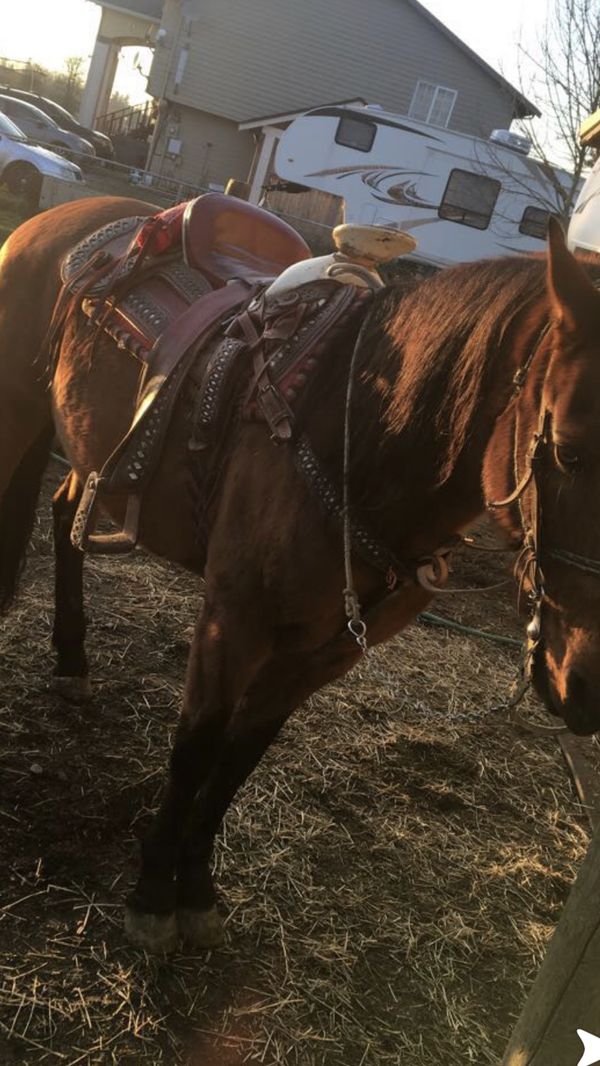 Horse for sale for Sale in Enumclaw, WA OfferUp