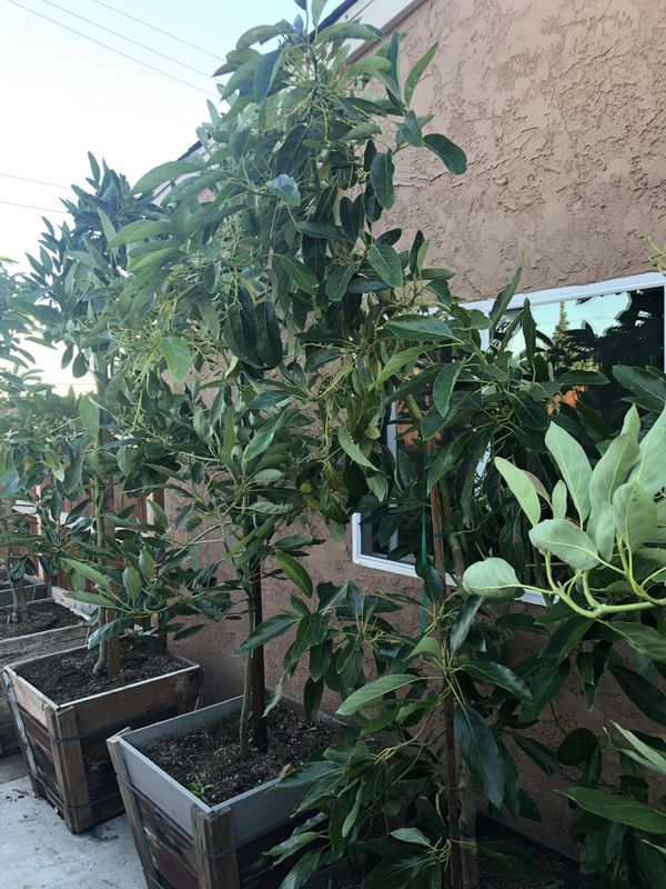 Hass avocado trees for Sale in Pomona, CA - OfferUp